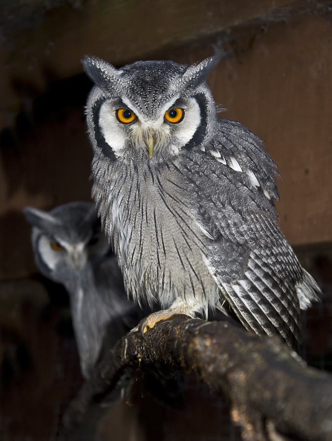 Southern White Faced Scops Owl royalty free stock photos