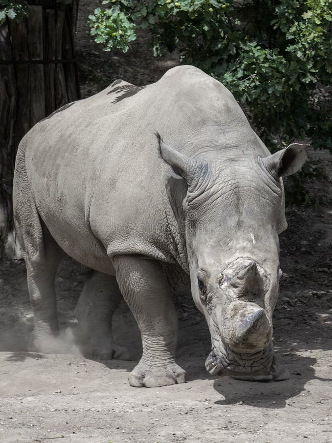 The Southern White Rhinoceros Ceratotherium Simum Simum Stock Photo