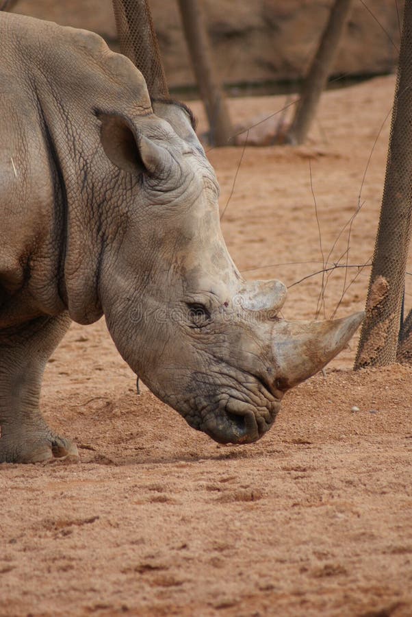 Southern White Rhinoceros - Ceratotherium simum royalty free stock images Southern White Rhinoceros - Ceratotherium simum royalty free stock images