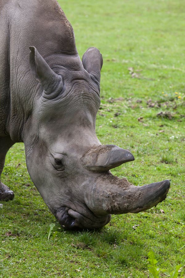 southern white rhinoceros southern white rhinoceros