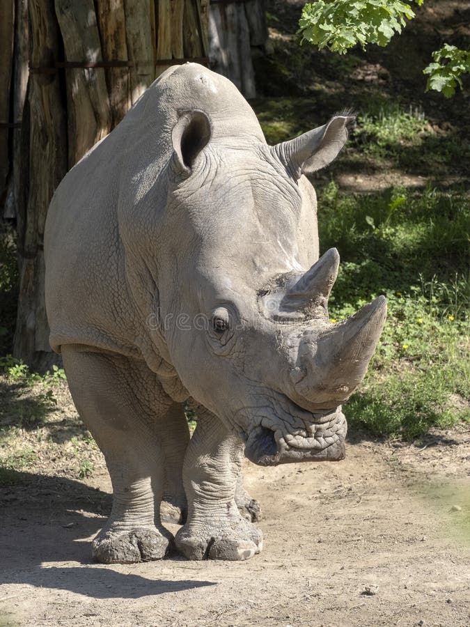 Southern White Rhinoceros, Ceratotherium Simum Simum, is Threatened