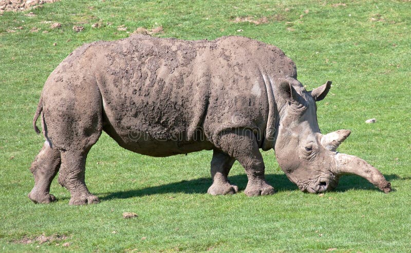 southern white rhinoceros conservation status southern white rhinoceros conservation status
