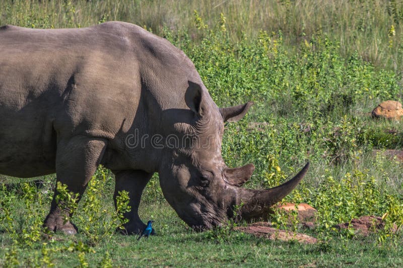 southern white rhinoceros southern white rhinoceros