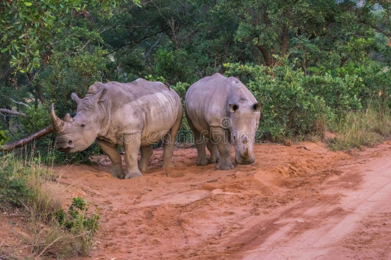 southern white rhinoceros conservation status southern white rhinoceros conservation status