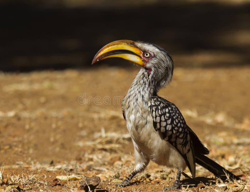 Southern yellow billed Hornbill