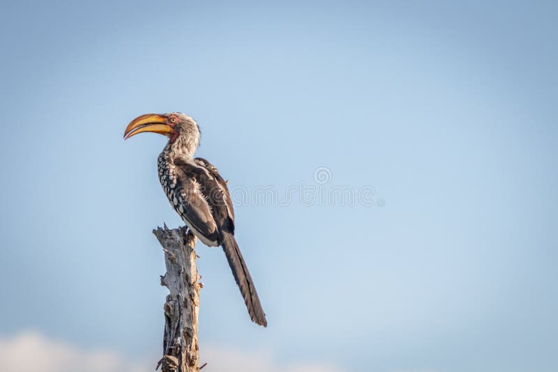 A Southern yellow-billed hornbill resting. A Southern yellow-billed hornbill relaxing on a branch in the Chobe National Park, Botswana royalty free stock photos A Southern yellow-billed hornbill resting. A Southern yellow-billed hornbill relaxing on a branch in the Chobe National Park, Botswana royalty free stock photos