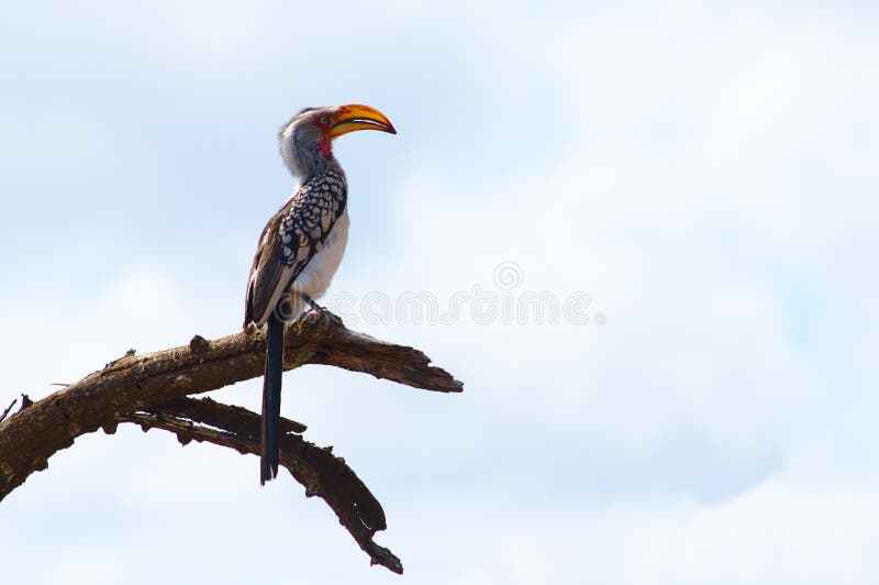 A southern yellow-billed hornbill on a tree in Kruger National Park, South Africa. A southern yellow-billed hornbill Tockus leucomelas resting on a tree in royalty free stock image A southern yellow-billed hornbill on a tree in Kruger National Park, South Africa. A southern yellow-billed hornbill Tockus leucomelas resting on a tree in royalty free stock image
