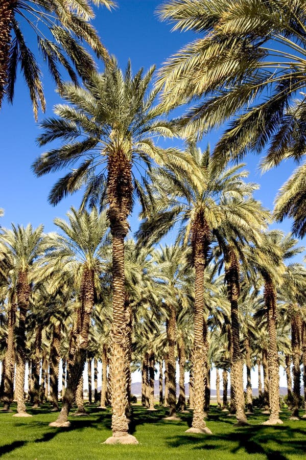 Southwest Date Palm Trees