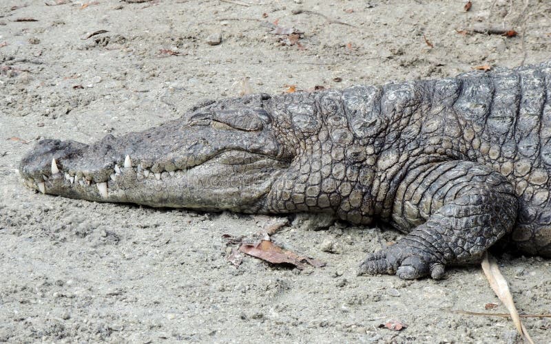 A large American Crocodile was sleeping by the shore in Key Biscayne Florida. Florida is one of the only places in the world where you can find Alligators and crocodiles living together. Salt Water Crocodiles are often found near the nuclear power plant and in the southern most tip of Florida. A large American Crocodile was sleeping by the shore in Key Biscayne Florida. Florida is one of the only places in the world where you can find Alligators and crocodiles living together. Salt Water Crocodiles are often found near the nuclear power plant and in the southern most tip of Florida.