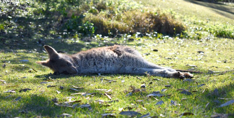 Sova för känguru arkivfoton Sova för känguru arkivfoton