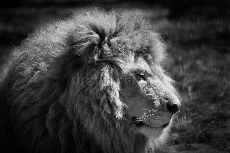 sova för lion royaltyfria foton sova för lion royaltyfria foton