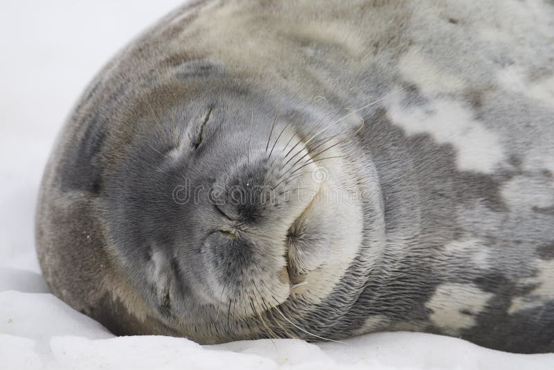 Sleeping Weddell Seal portrait (Leptonychotes weddellii) with eyes closed. Cuverville Island, Antarctic Peninsula. Antarctica. Sleeping Weddell Seal portrait (Leptonychotes weddellii) with eyes closed. Cuverville Island, Antarctic Peninsula. Antarctica.