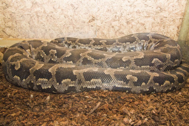 Sovende python i byens zoo