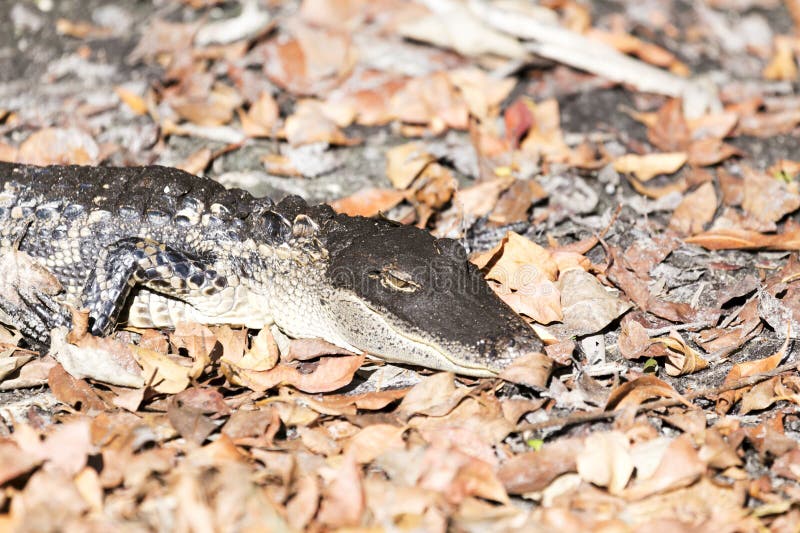 Sovungande alligator royaltyfri fotografi