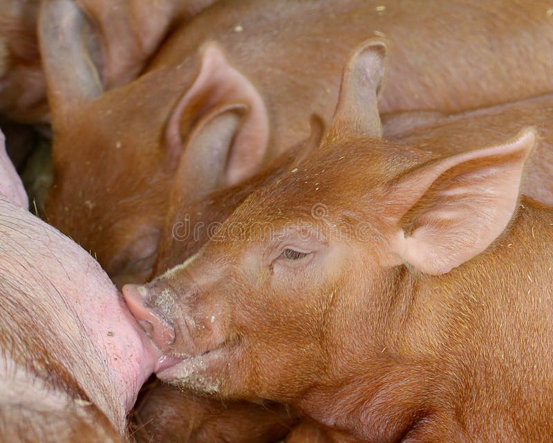 Sow nursing a piglet royalty free stock photos