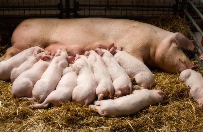 Sow with piglets nursing stock photo. Image of hungry 72780276
