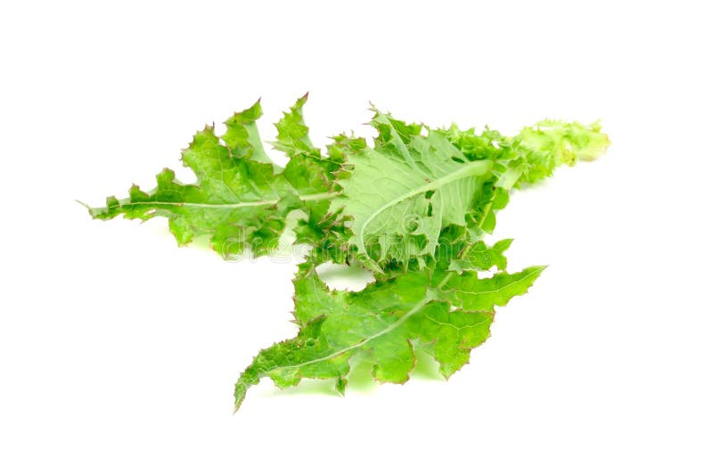 Sow Thistle Plant stock photos