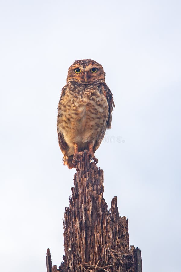 A burrowing owl (Athene cunicularia), or Coruja-buraqueira. Closeup. A burrowing owl (Athene cunicularia), or Coruja-buraqueira. Closeup