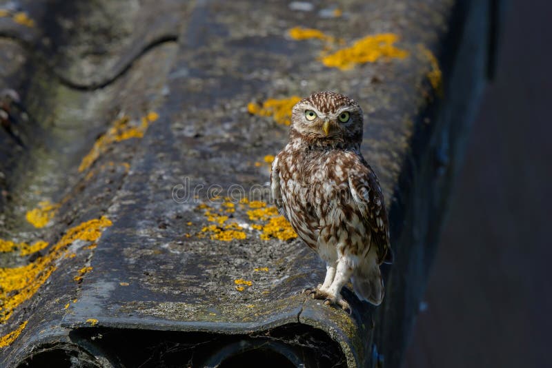 Little owl Athene noctua sitting on a roof in the Netherlands. Little owl Athene noctua sitting on a roof in the Netherlands