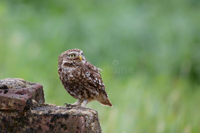 Little owl Athene noctua sitting on a wall in the Netherlands. Little owl Athene noctua sitting on a wall in the Netherlands
