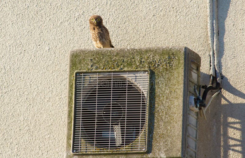 Little owl, Athene noctua. An owl sits on an air conditioner that is mounted on the wall of an old house. Little owl, Athene noctua. An owl sits on an air conditioner that is mounted on the wall of an old house.