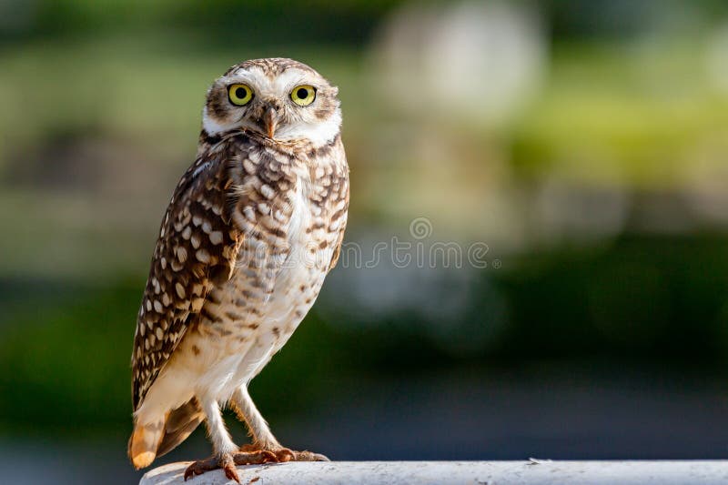 Burrowing Owl, Athene cunicularia or Speotyto cunicularia in portrait and closeup. Burrowing Owl, Athene cunicularia or Speotyto cunicularia in portrait and closeup.