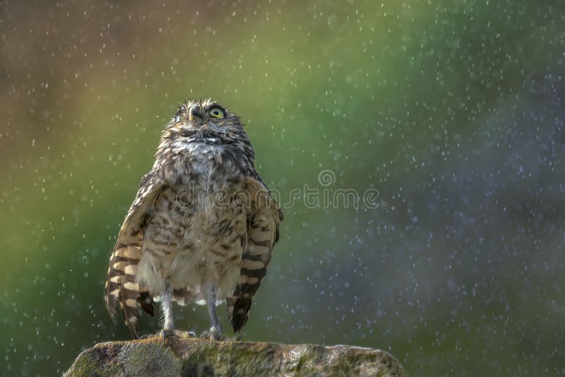 Burrowing owl Athene cunicularia standing in the rain. Colorful Rainbow in the background. Noord Brabant in the Netherlands. Burrowing owl Athene cunicularia standing in the rain. Colorful Rainbow in the background. Noord Brabant in the Netherlands.