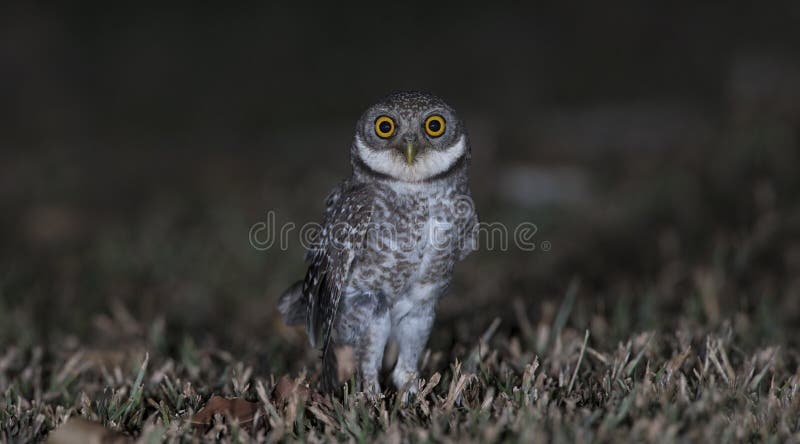 Owl, Spotted owlet Athene brama on ground,Bird of Thailand. Owl, Spotted owlet Athene brama on ground,Bird of Thailand