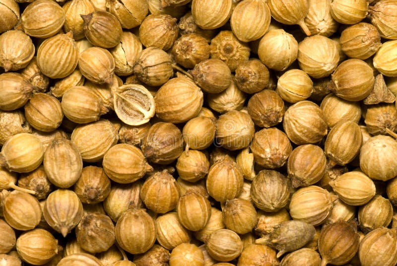 Sowing campaign coriander. stock image. Image of campaign 10376179