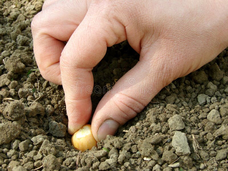 Sowing onion