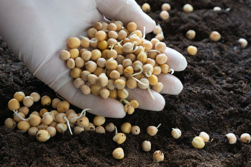 Sowing of peas. stock photo. Image of nature, seedling 68728972