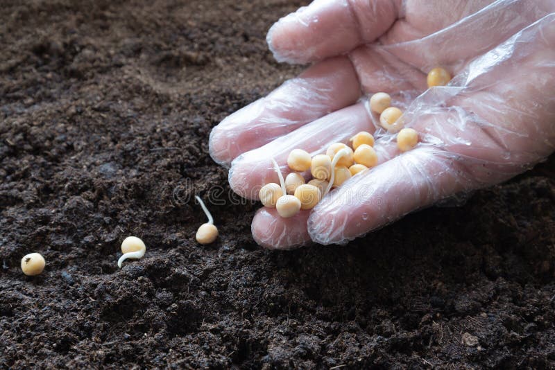 Sowing of peas. stock photo. Image of finger, fertility 69411784