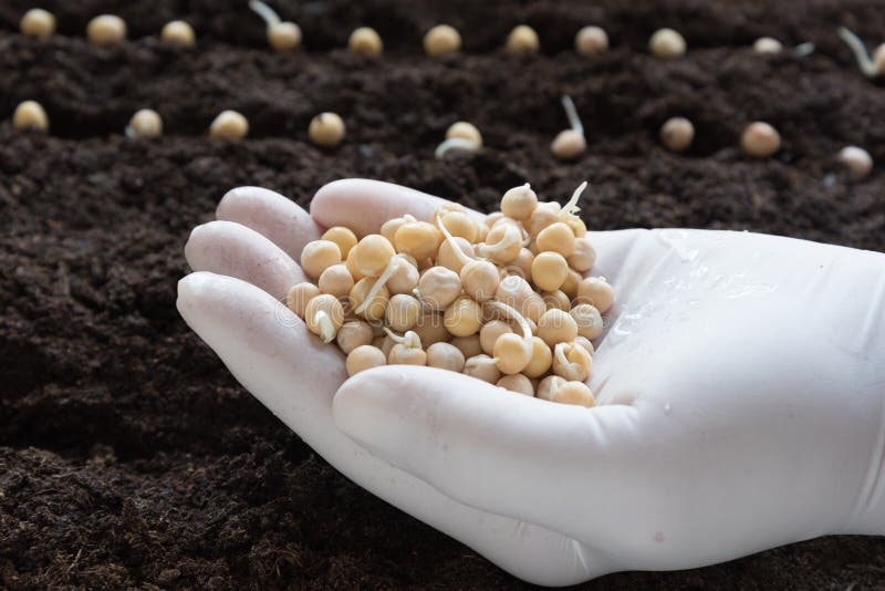 Sowing of peas. stock photo. Image of concept, germination 69411820