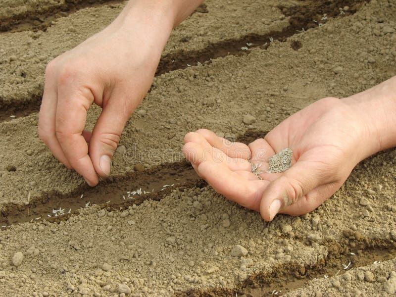 Sowing seeds