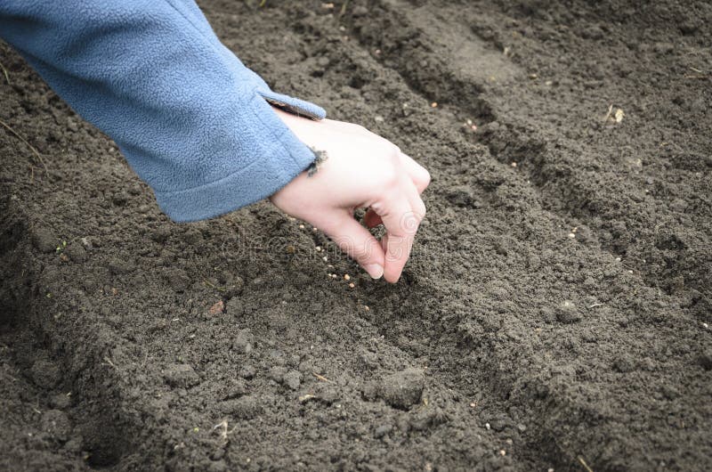 Sowing the seeds of the onion stock photo