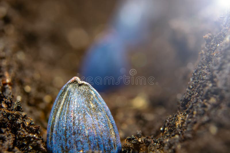 Sowing Sunflower Seeds in the Ground in Early Spring Stock Photo Image of dirt, work 184910076