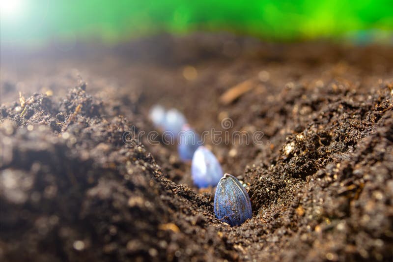 Sowing Sunflower Seeds in the Ground in Early Spring Stock Photo Image of nature, agricultural