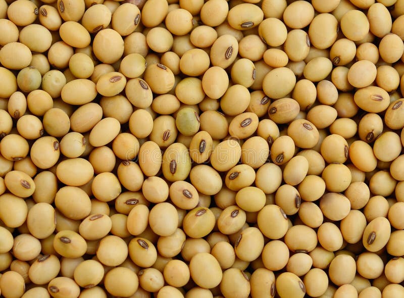 Soy bean royalty free stock image