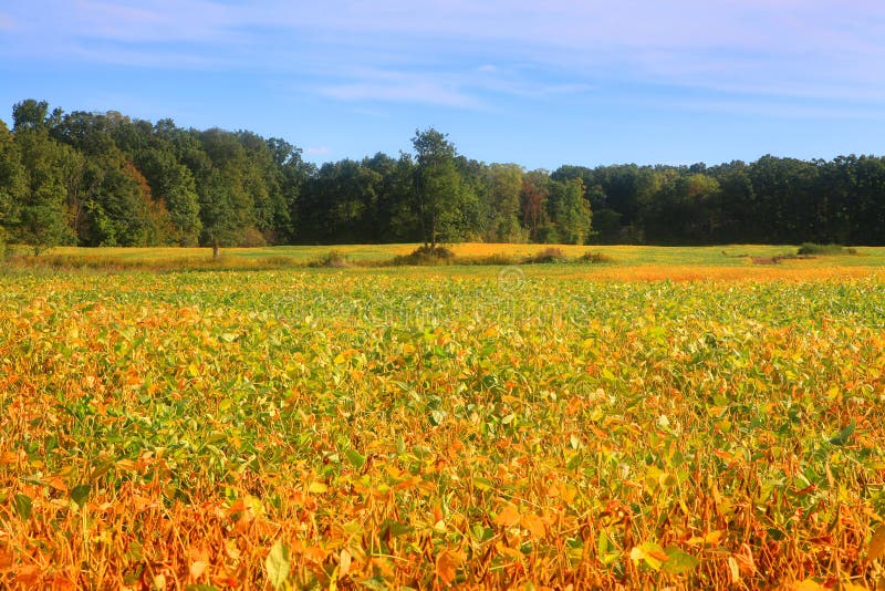 Soy bean fields stock photo. Image of peaceful, outside 60247116