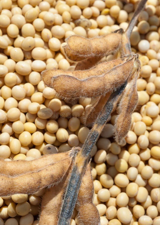 Soy bean after harvest