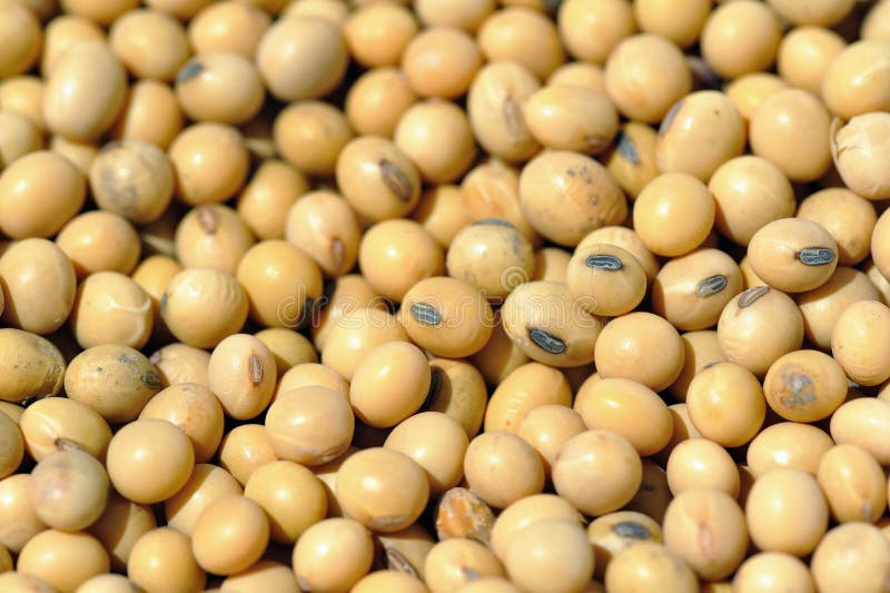 Soy beans