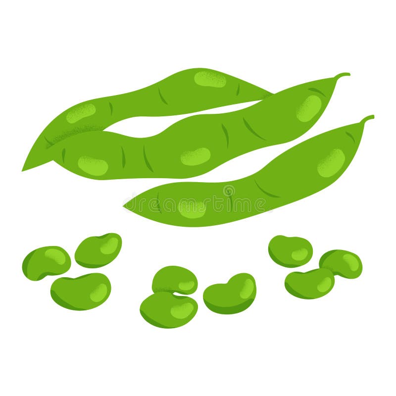 Edamame Beans Stock Illustrations 584 Edamame Beans Stock