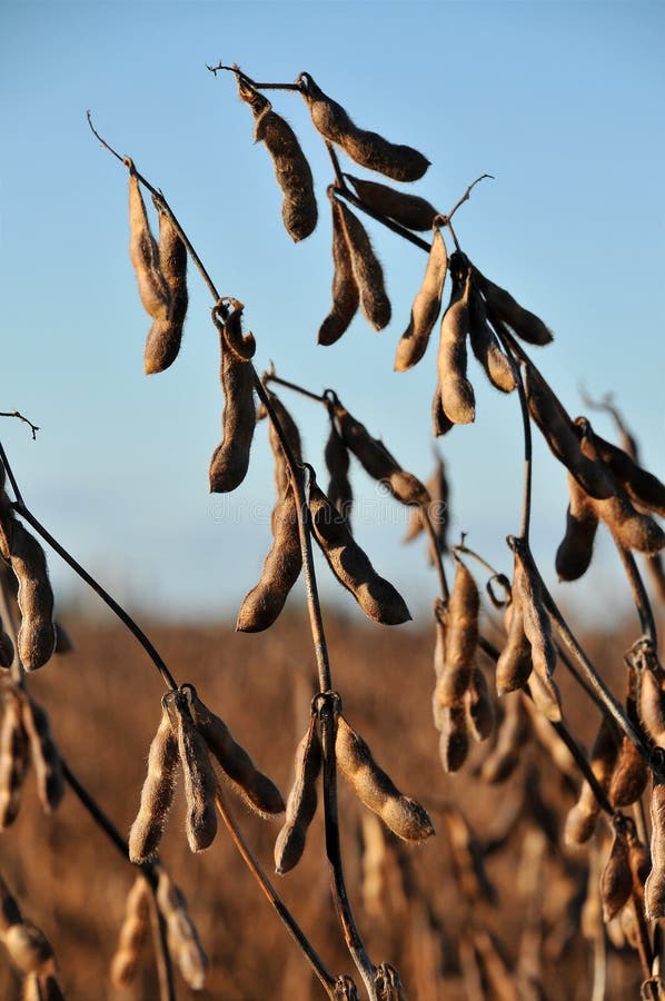 Soy Beans in the Field Ready To Harvest Stock Photo Image of