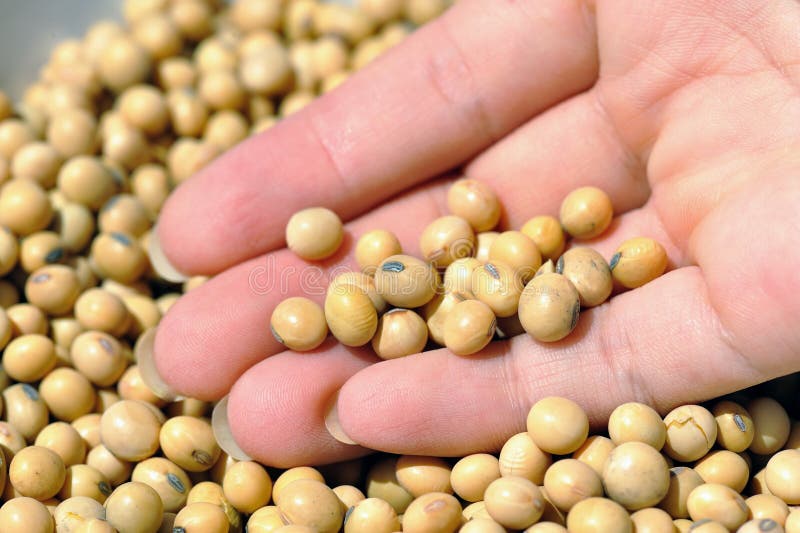 how can vegans get omega-3 Soy beans II. An image of soy beans stock photography