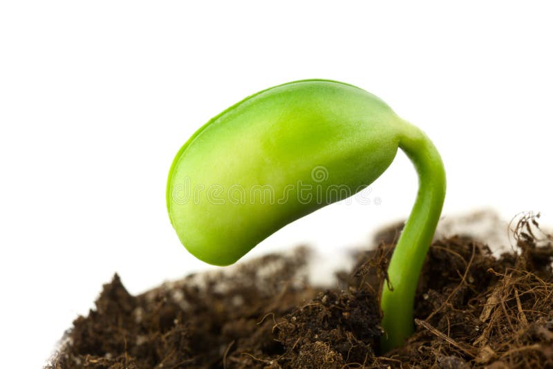 Soy plant