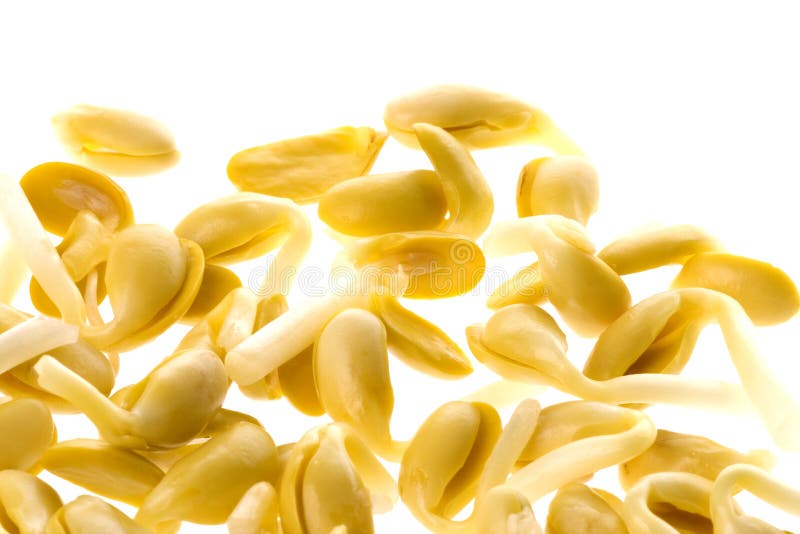 soya bean soya bean