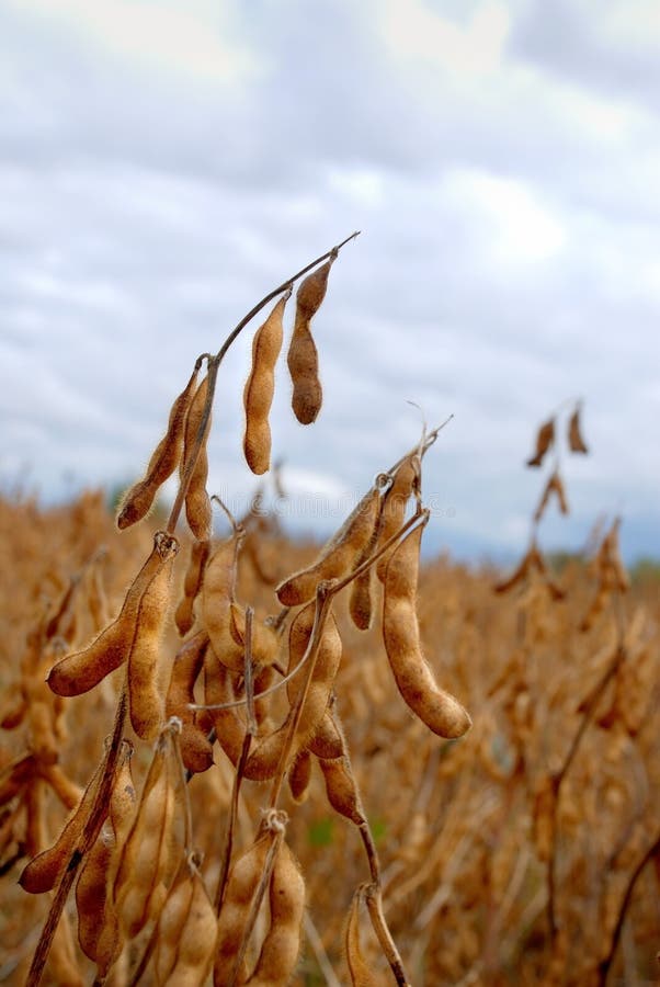 Soia pod in un campo pronto per essere colto.