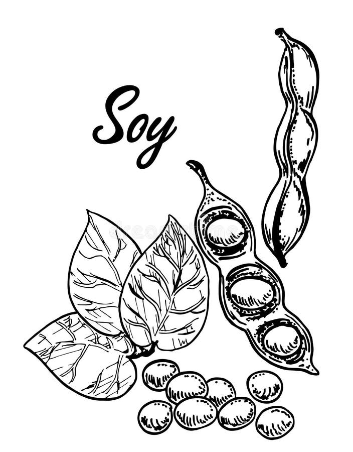 Soy bean drawing. Soy, bean, drawing, black and white , #SPONSORED, #bean,  #Soy, #drawing, #white, #black #ad | Fruit art drawings, Small back  tattoos, Drawings