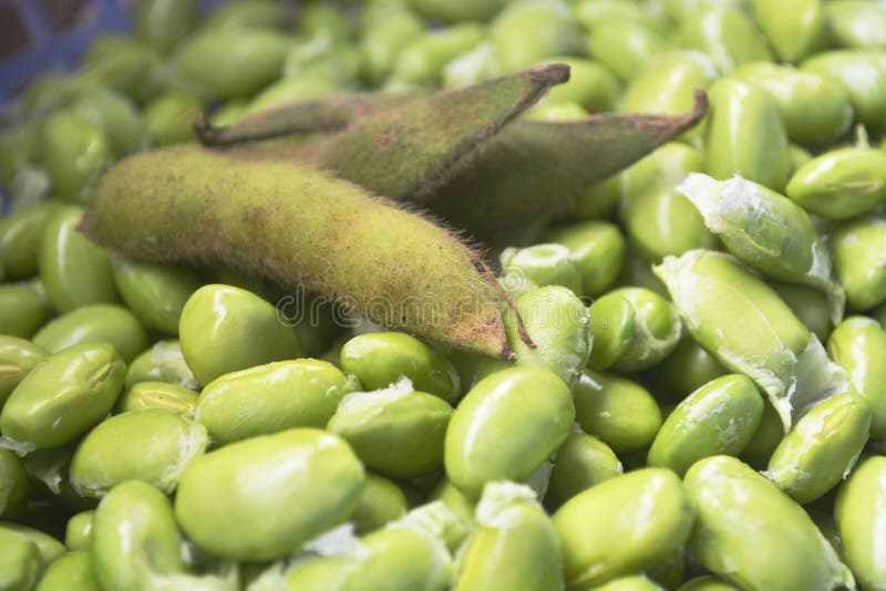 Soybean stock photo. Image of cabbage, cereal, brown 69036500
