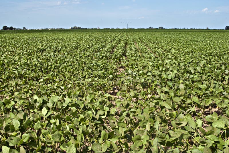Soybeans stock photo. Image of biodiesel, healthy, cash 3440450